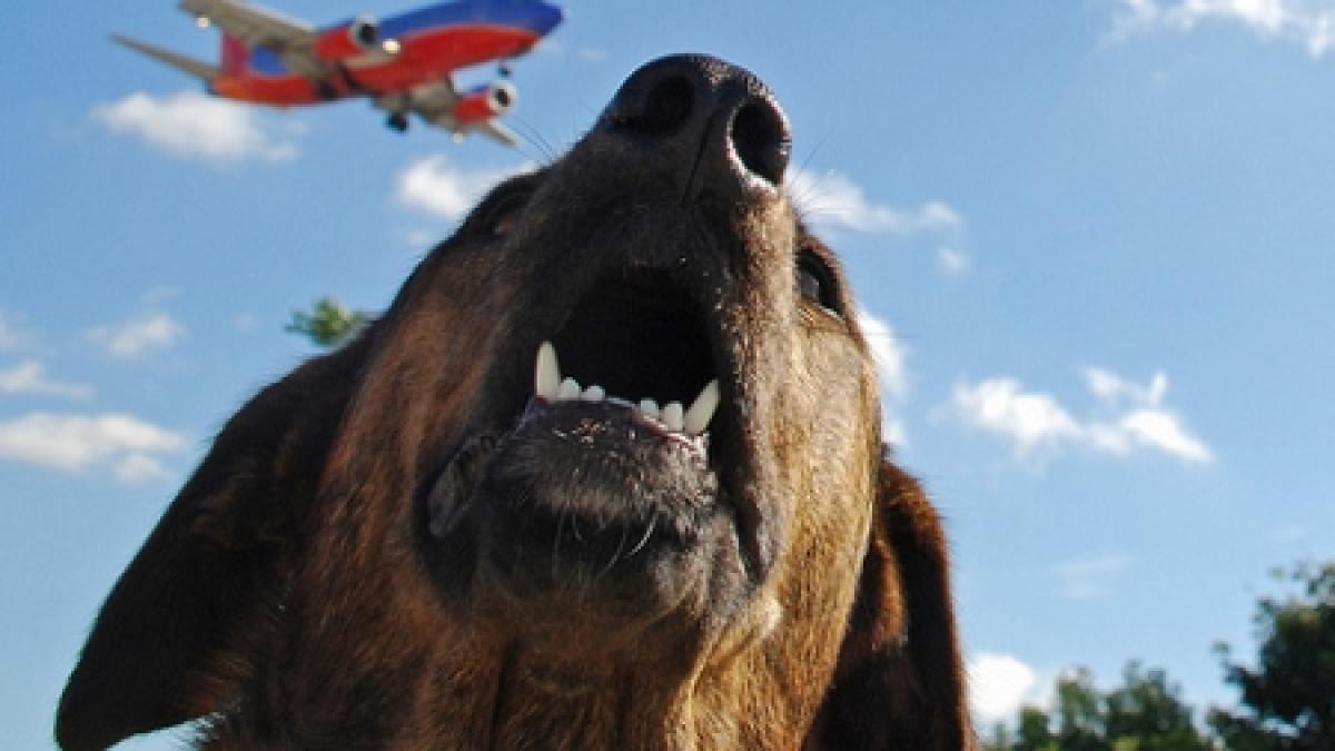 un avion a aterizat de urgenta din cauza unui catel agitat