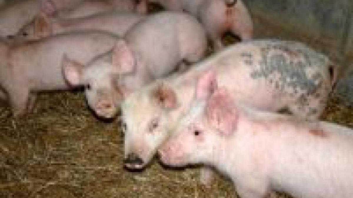 alerta in vamile din romania din cauza pestei porcine din serbia