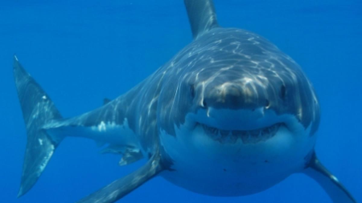 rechinul care a ucis o femeie in egipt ar fi fost eliberat intentionat de israelieni