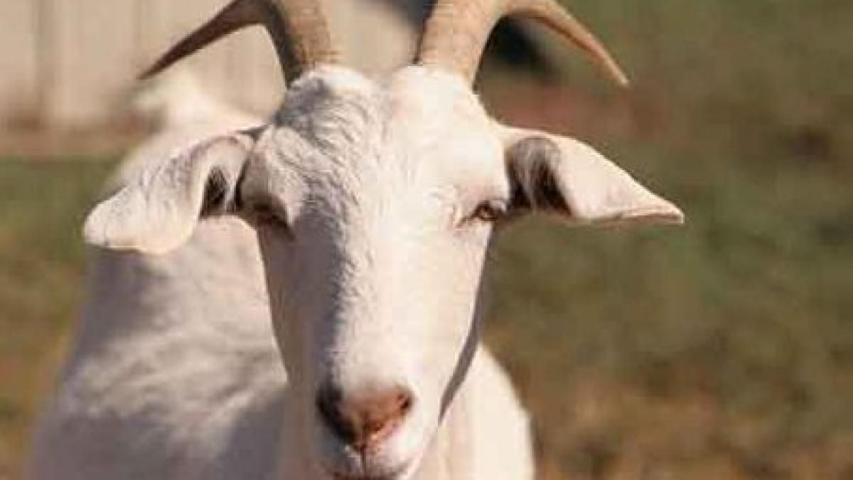 iasi fonduri pentru gripa aviara folosite la crearea unei rase de caprine