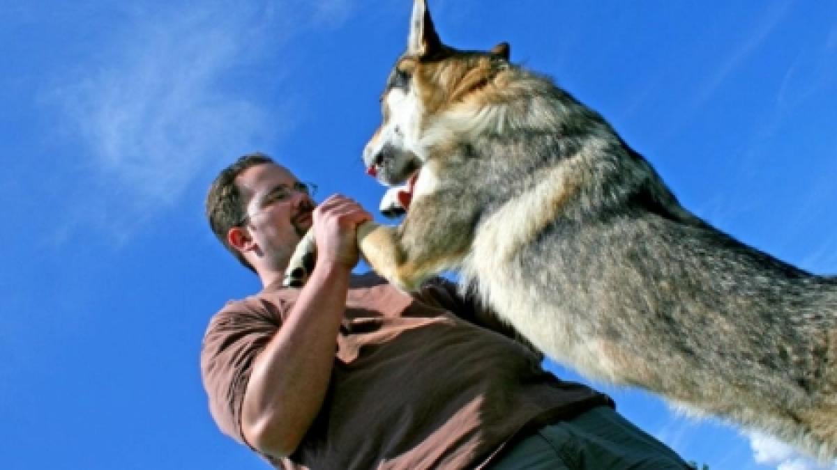 un tribunal german i a interzis unei femei sa viziteze cainele aflat la fostul sot