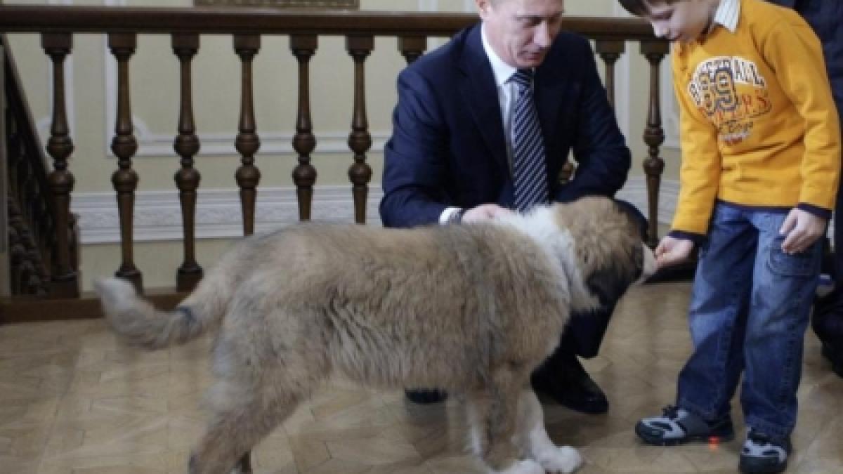 buffy ii da batai de cap lui putin ciobanescul isi face nevoile in casa