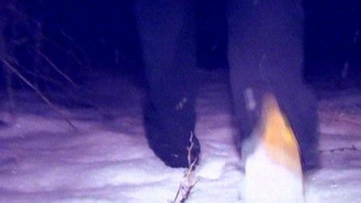 timis un barbat s a impuscat accidental la vanatoare