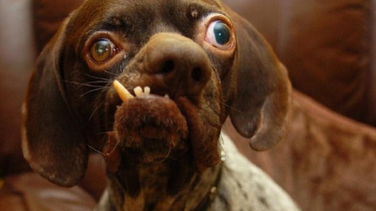 ug cel mai urat caine din marea britanie