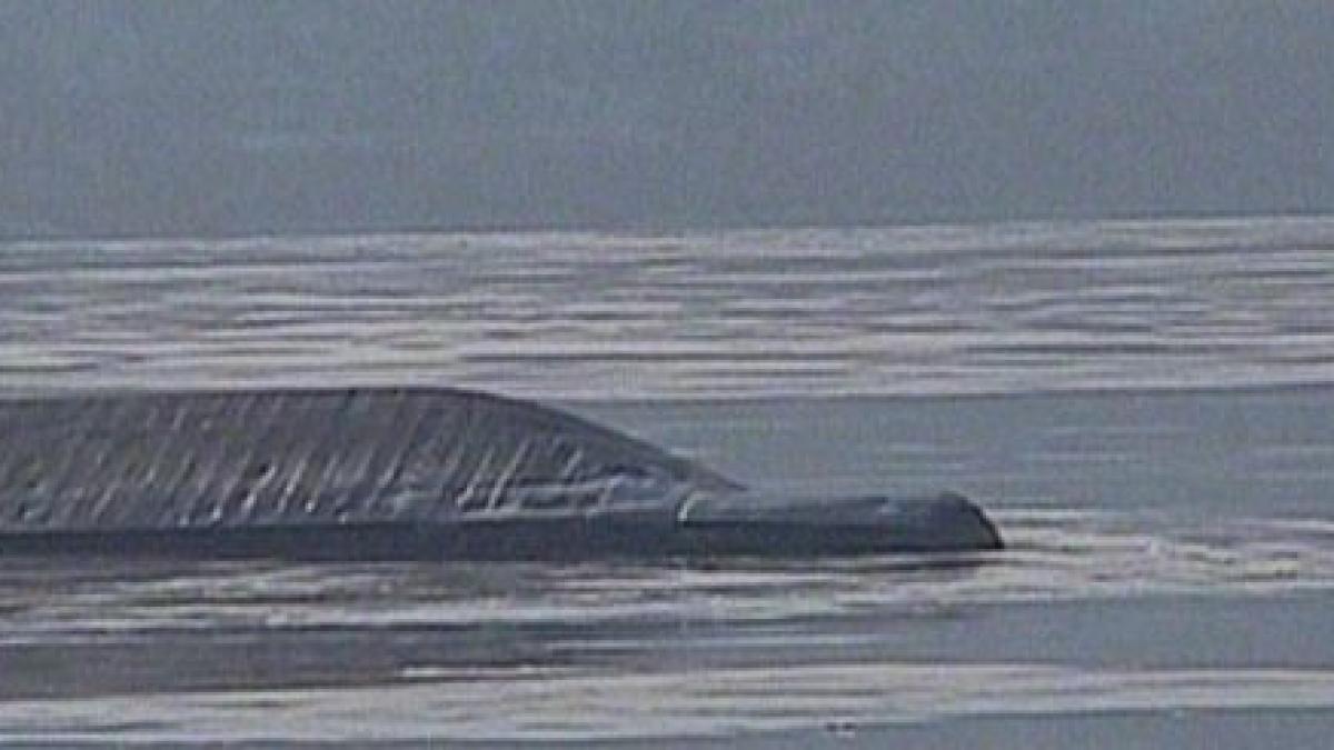 pericol de poluare pe dunare dupa scufundarea unei barje cu ingrasaminte chimice