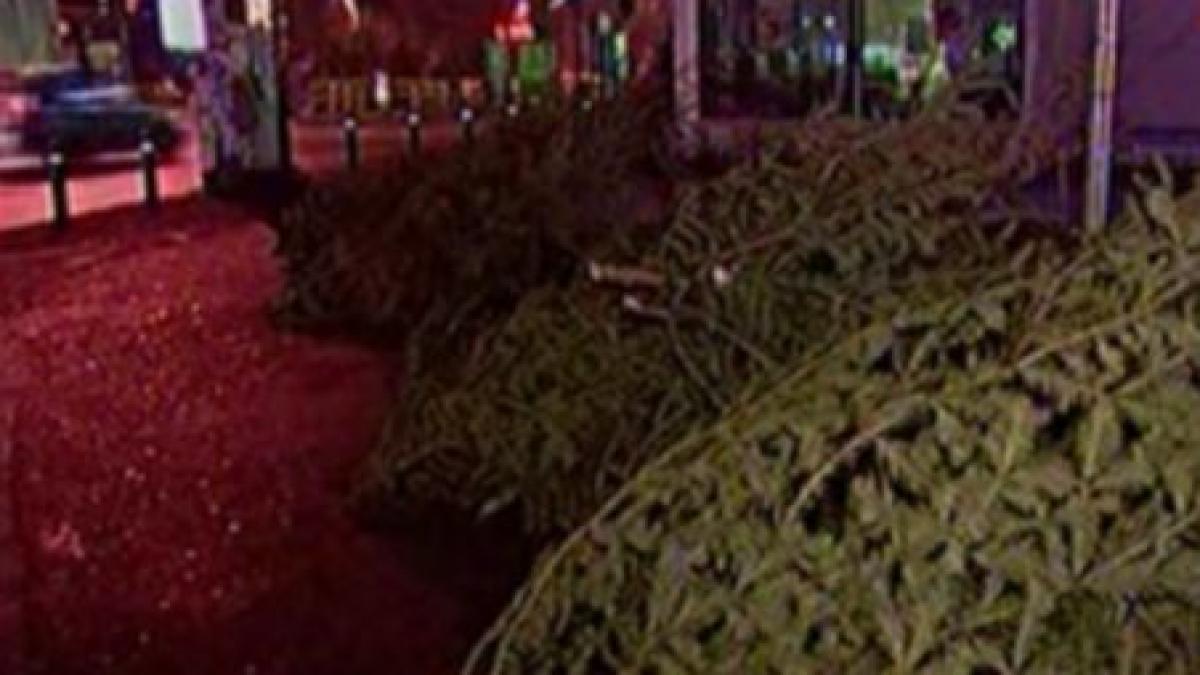 mii de brazi au fost abandonati in pietele capitalei