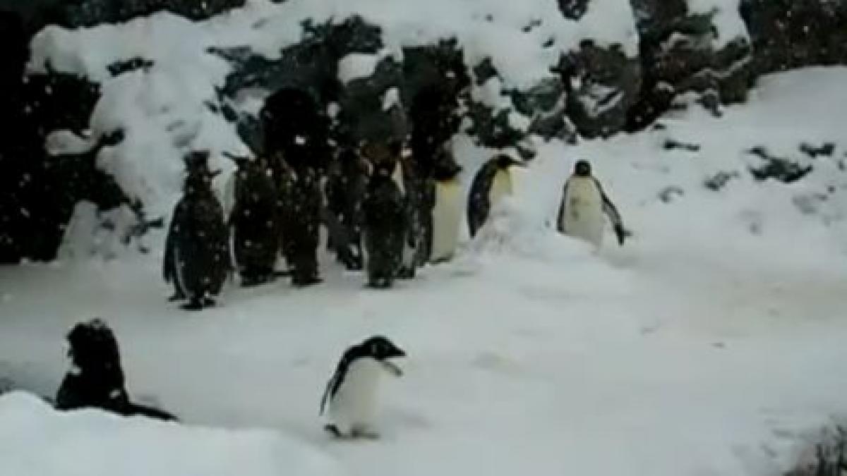 un pinguin ii face concurenta lui fred astaire danseaza de bucurie
