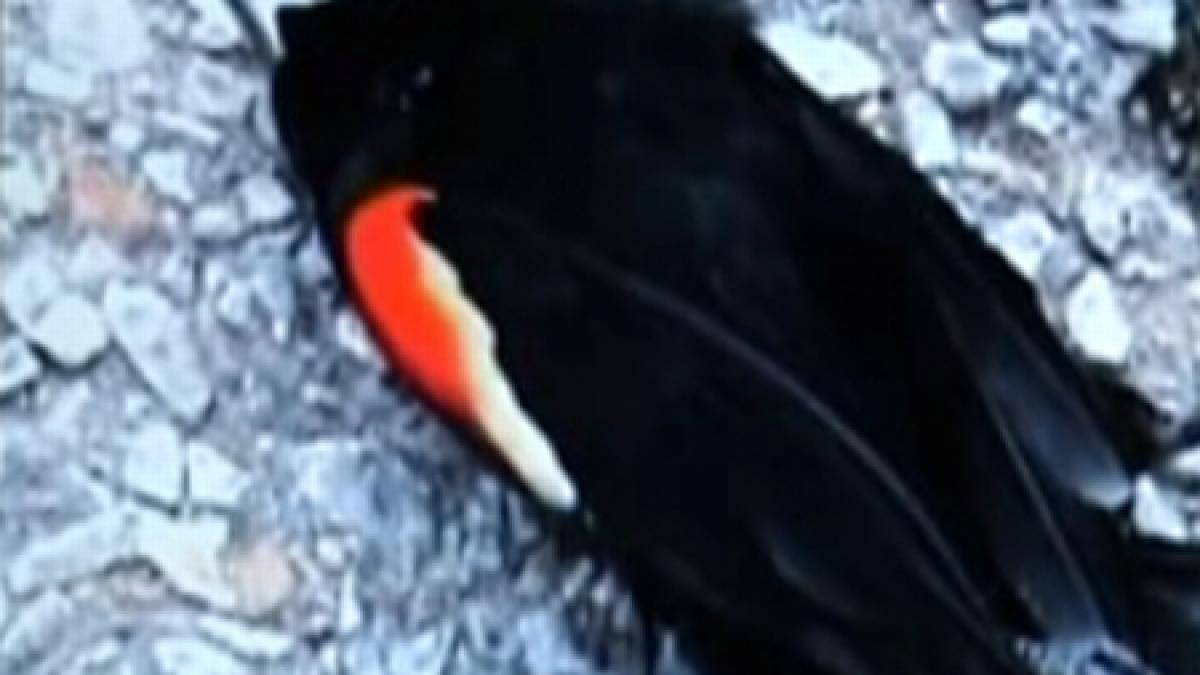 peste 1 000 de pasari moarte au cazut pe strazile unei localitati americane