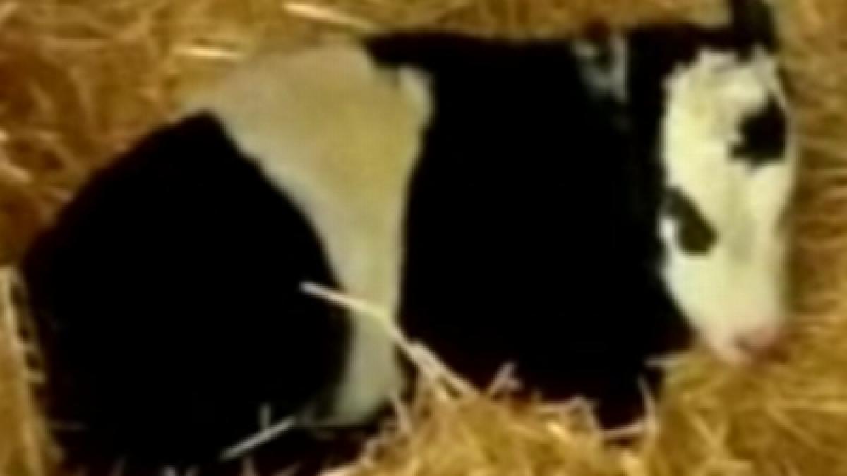 vaca pitica panda animalul de companie al unor americani