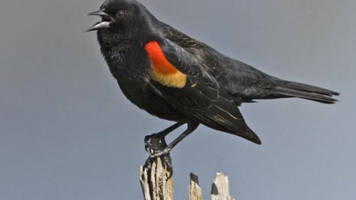 au murit de frica ploaia de pasari din sua provocata de focurile de artificii