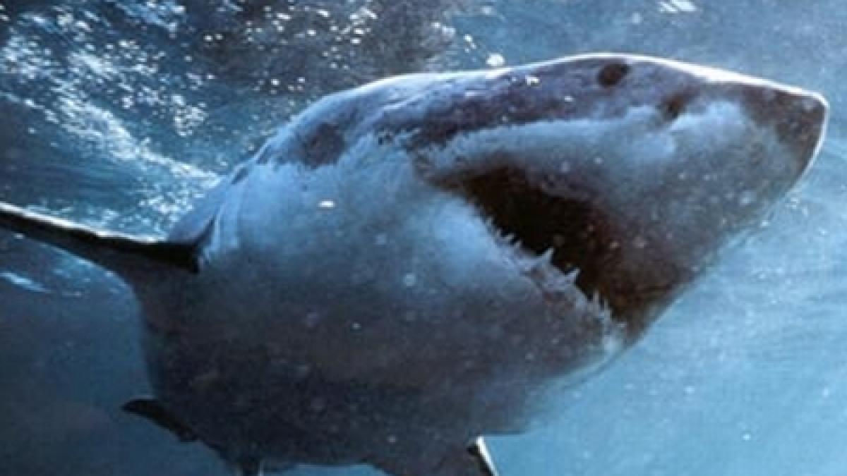 australia un rechin de cinci metri a atacat violent o barca cu pasageri