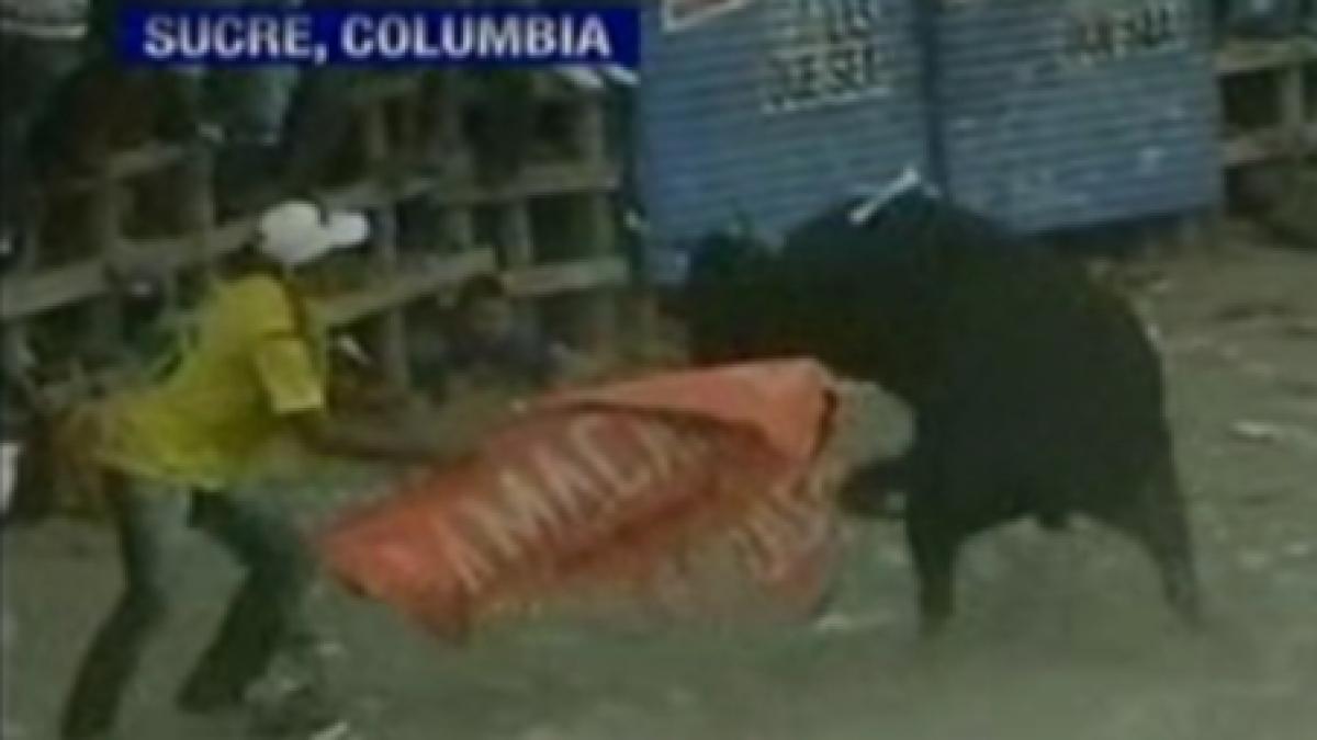 coride sangeroase 50 de toreadori amatori au fost raniti in columbia