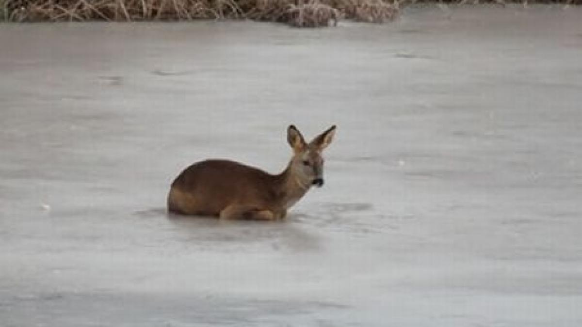 polonia pompierii au salvat o caprioara care plutea pe o bucata de gheata in marea baltica