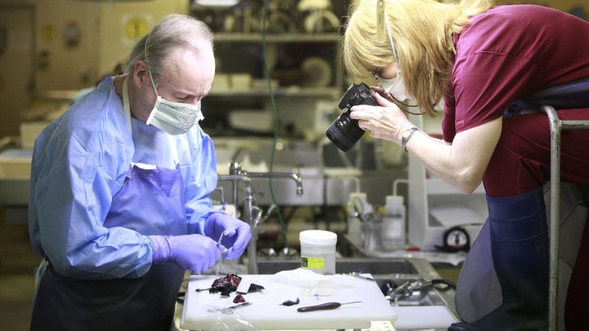 explicatia oficiala in cazul pasarilor moarte din arkansas a fost trauma cauzata de impact