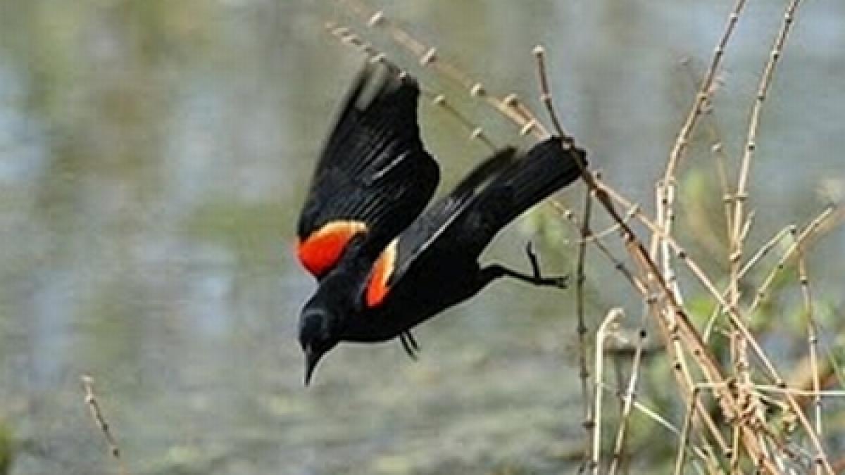 ploaia de pasari moarte continua in mai multe zone ale lumii