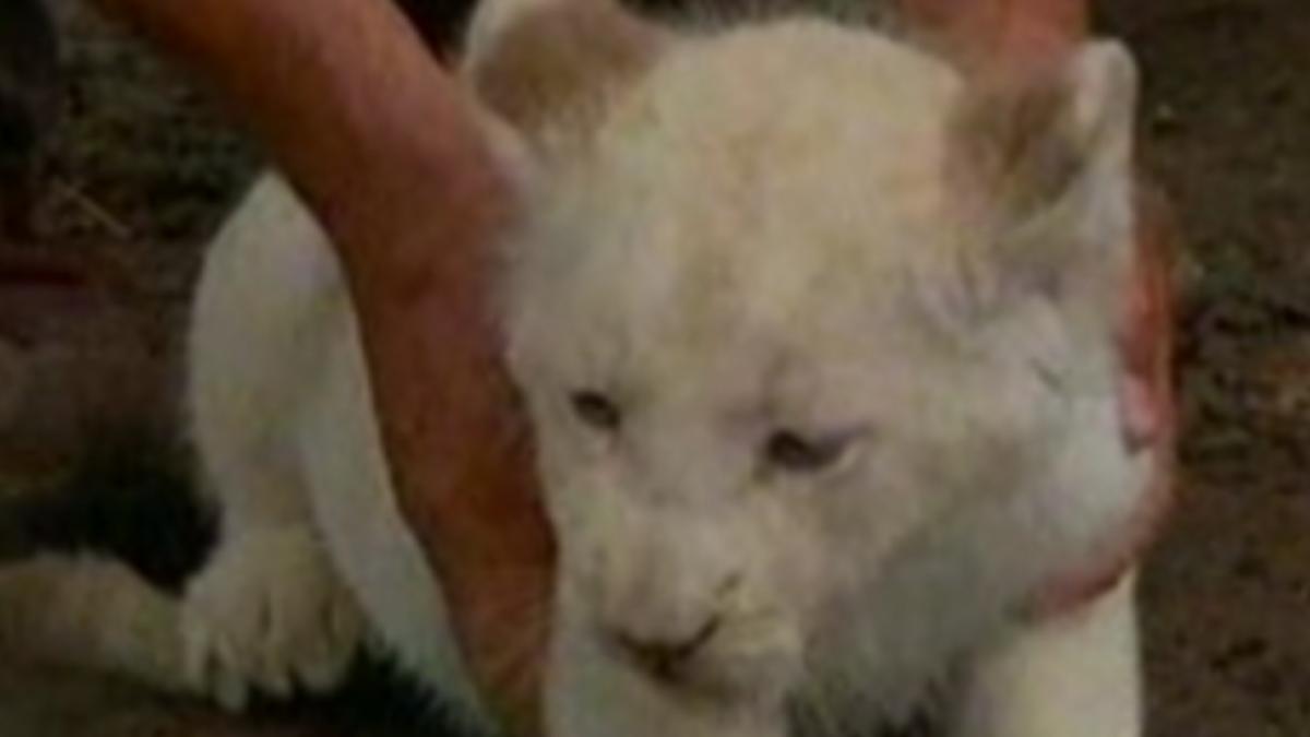 trei pui de leu alb vedetele unei gradini zoologice din argentina