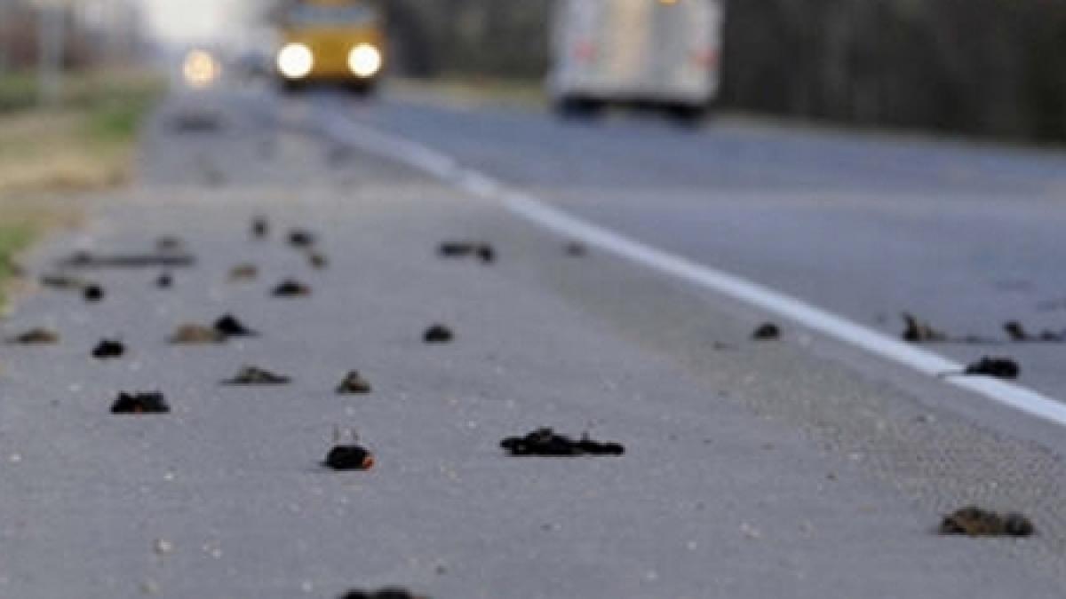 incidentele bizare continua alte sute de pasari moarte si mii de pesti fara viata in texas si