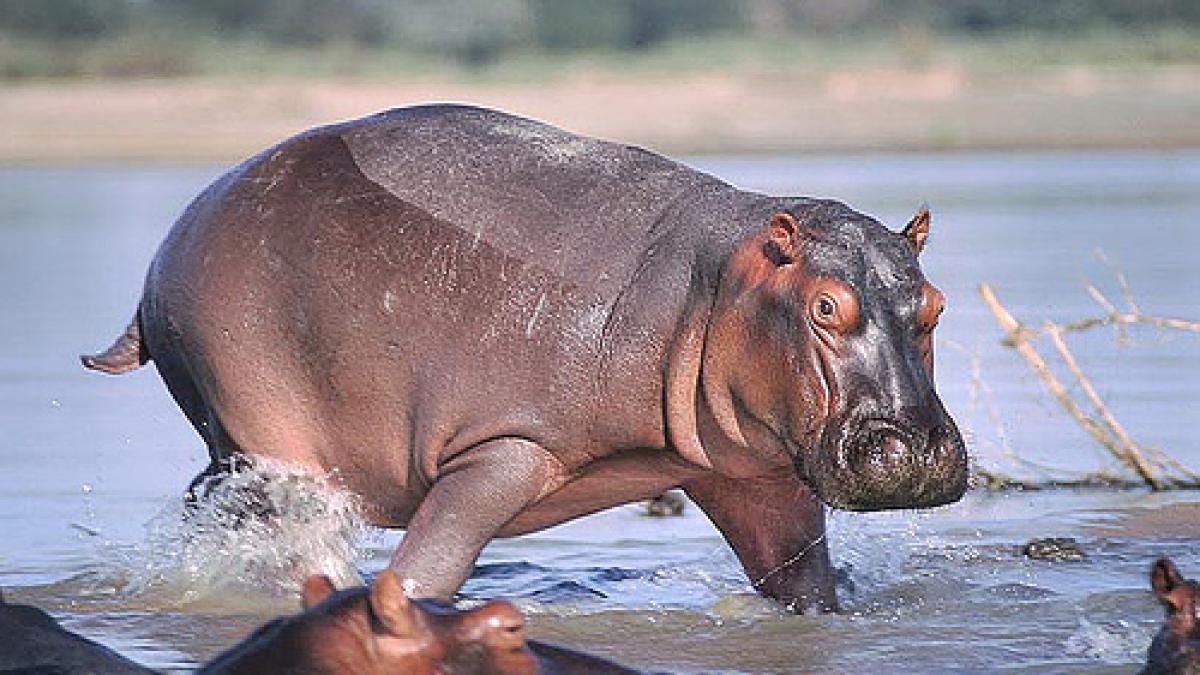 letonia sexul unui hipopotam de la zoo descoperit dupa 20 de ani