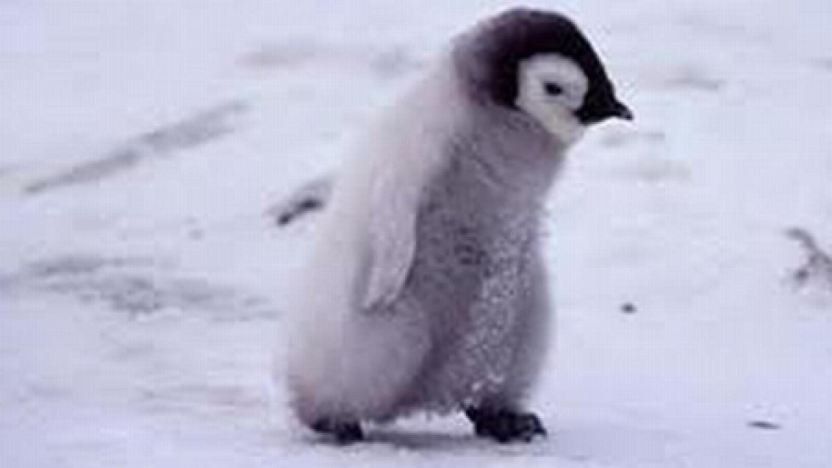 pinguinul extrem s a plimbat prin cusca leilor