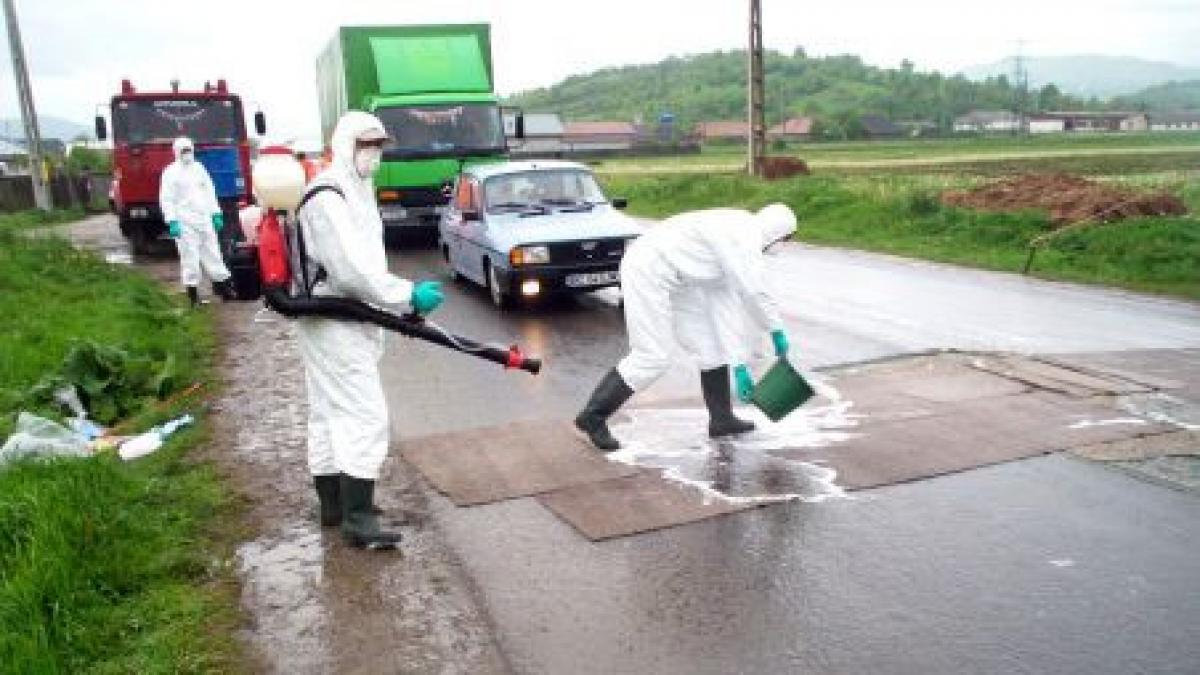 covoare de dezinfectie la punctele de frontiera din judetul constanta impotriva febrei aftoase