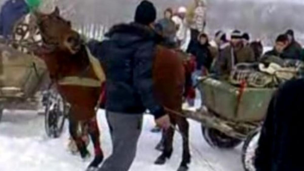 socant cai batuti fara mila pentru a trage un tractor