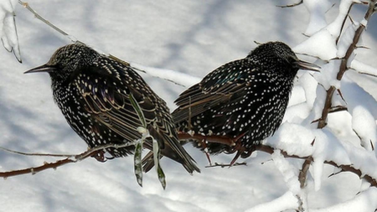 grauri beti morti pasarile din constanta au murit dupa ce s au imbatat cu borhot de struguri