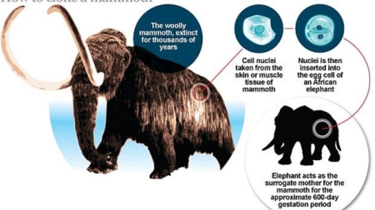 mamutii ar putea fi readusi la viata dupa dezvoltarea unei tehnici noi de clonare