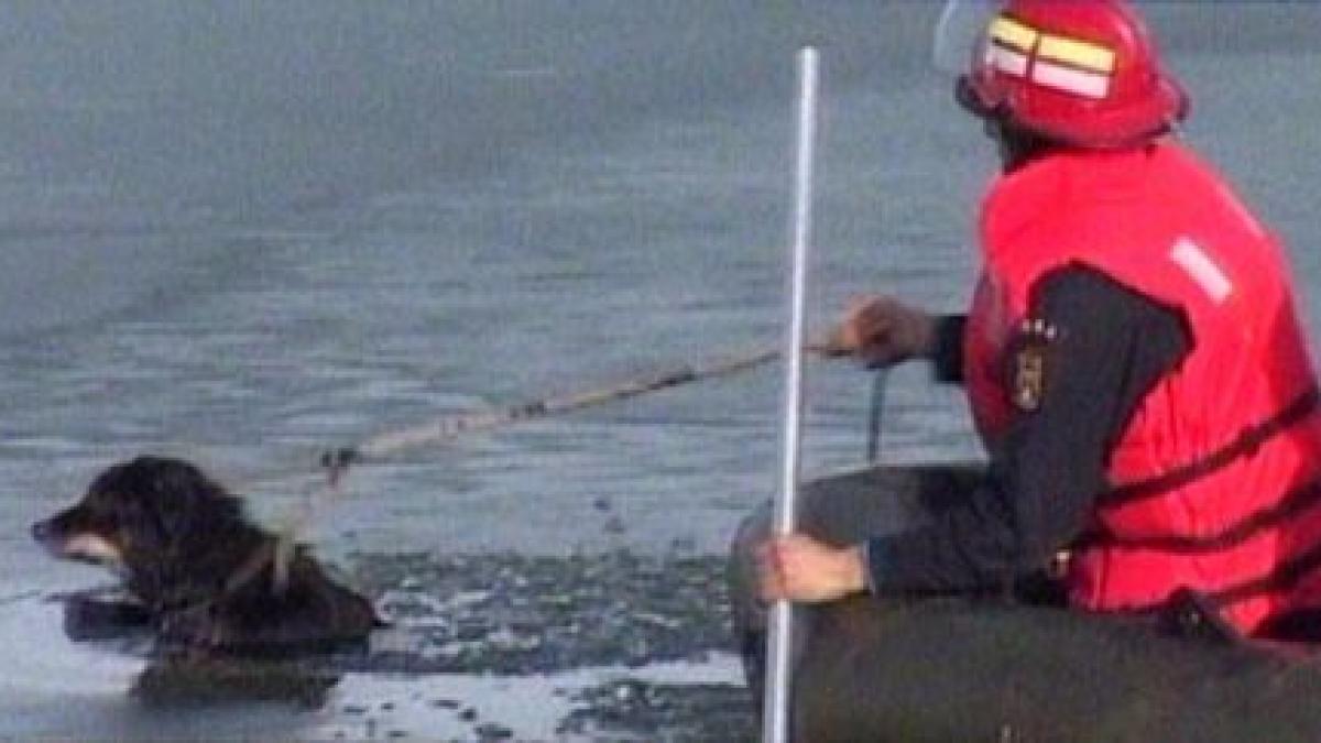 un catel cazut in raul arges a fost salvat de pompieri dupa ce gheata pe care statea s a spart