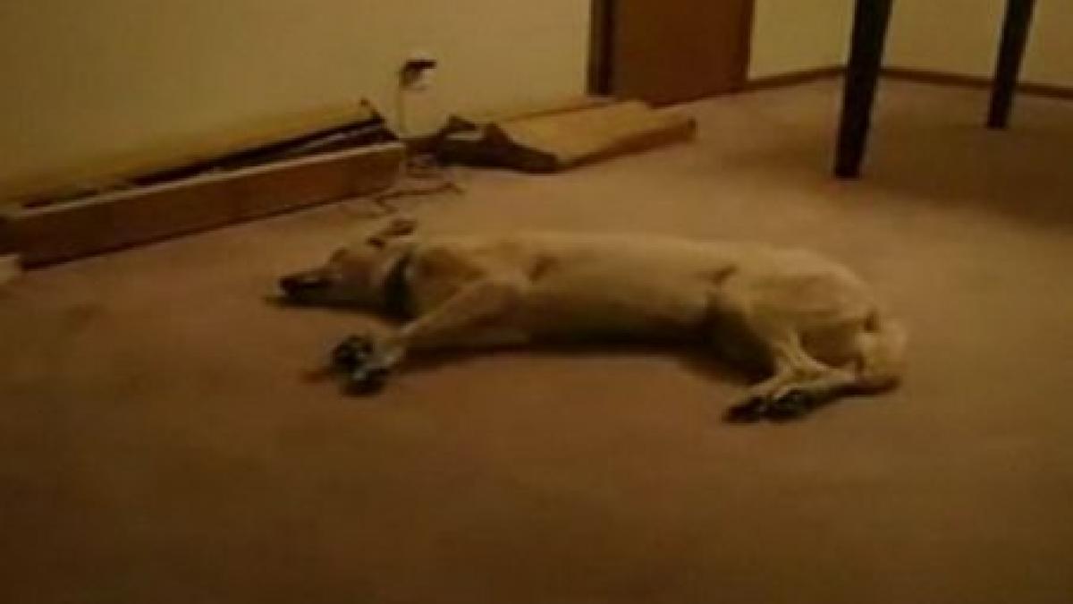 un catel sufera de o boala rara adoarme de fiecare data cand se bucura