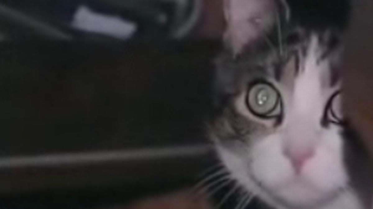 o pisica convocata in juriul unui proces din sua