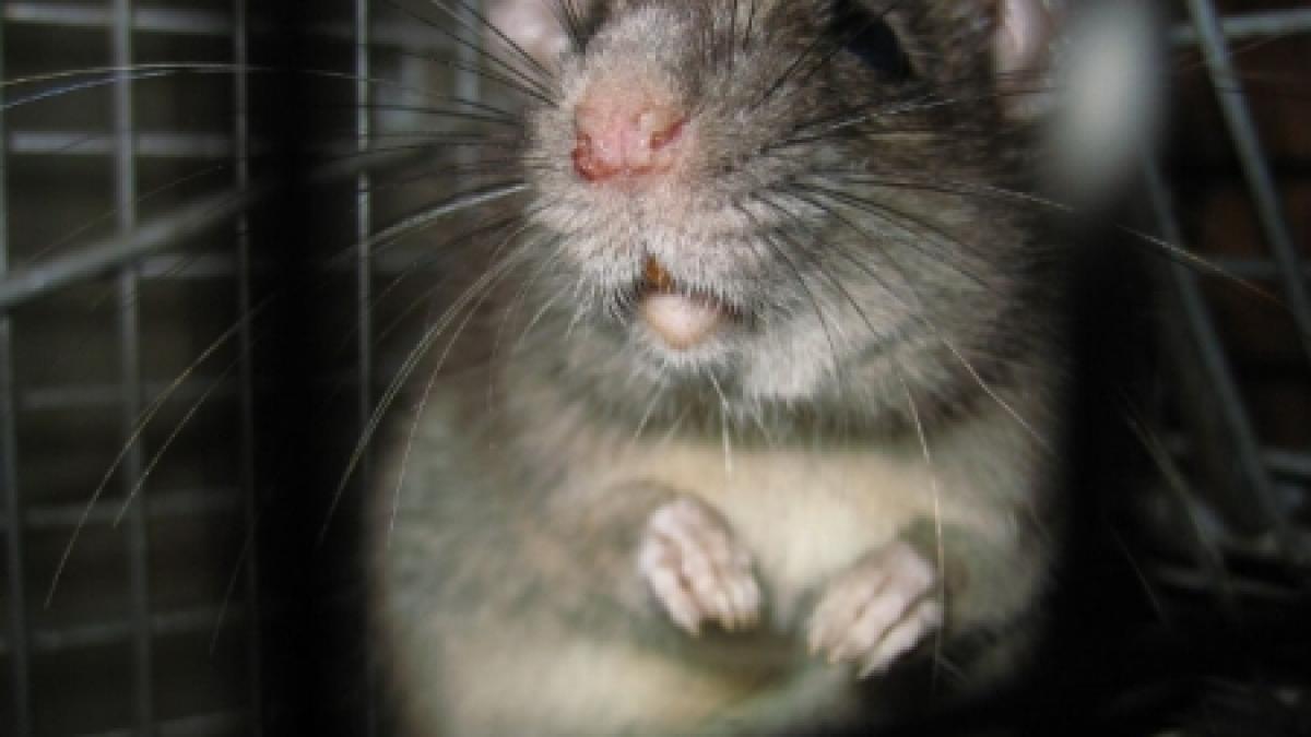 resedinta premierului britanic loc de promenada pentru sobolani