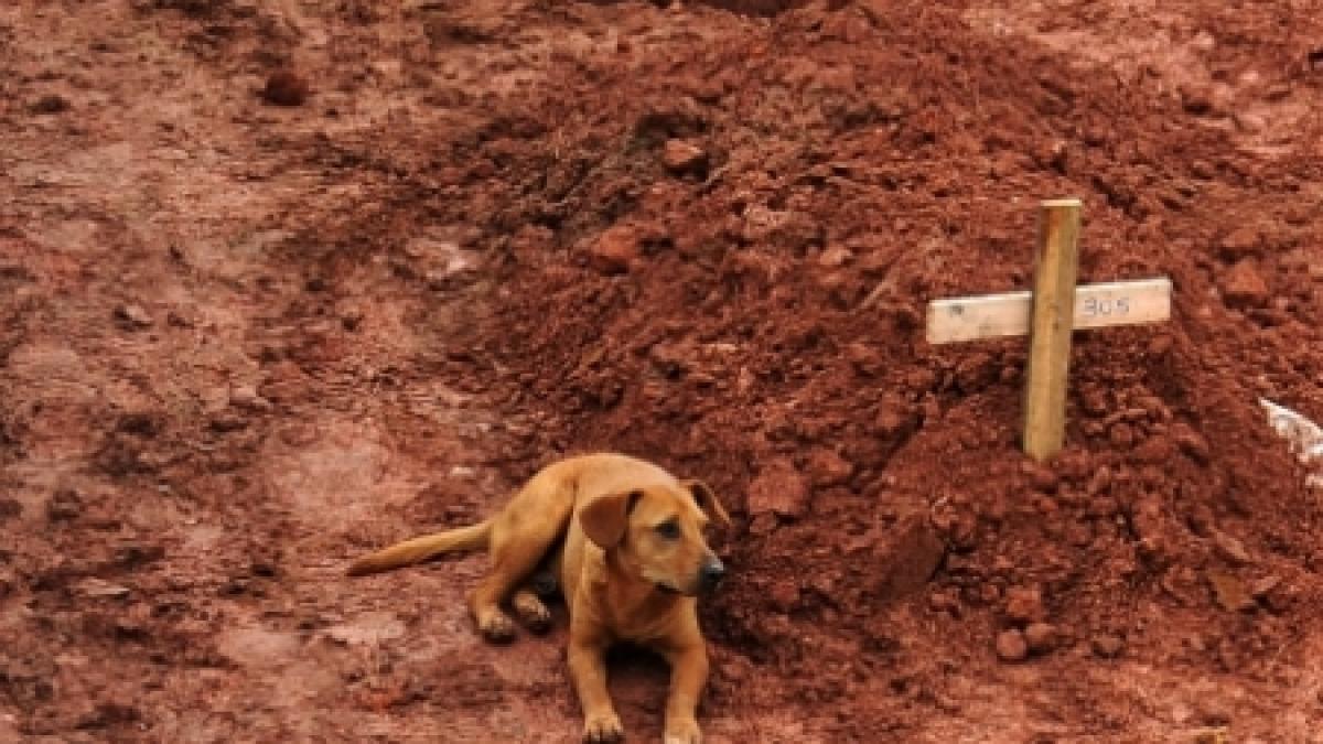 un caine refuza sa plece de langa mormantul stapanei sale moarta in inundatiile din brazilia