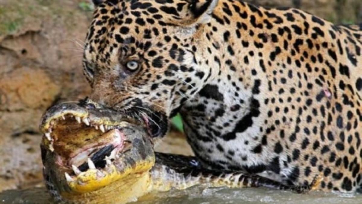 china interzice spectacolele de circ in care animalele sunt maltratate