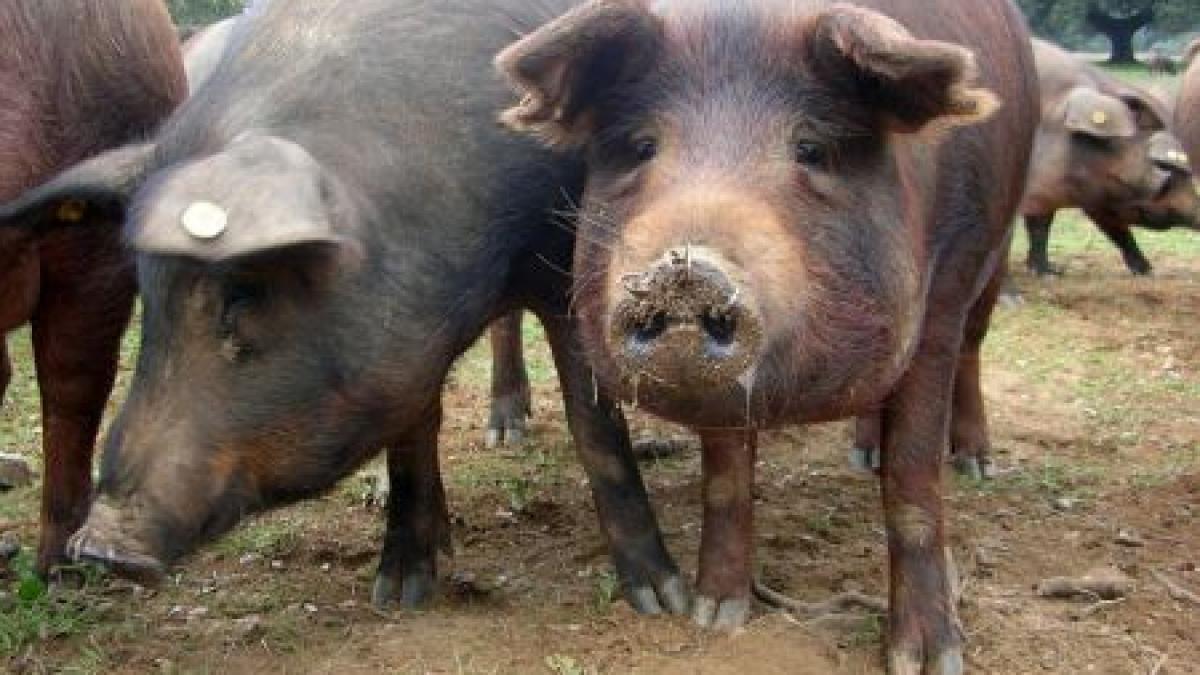lesuri de porci importati din olanda gasite pe un camp din prahova