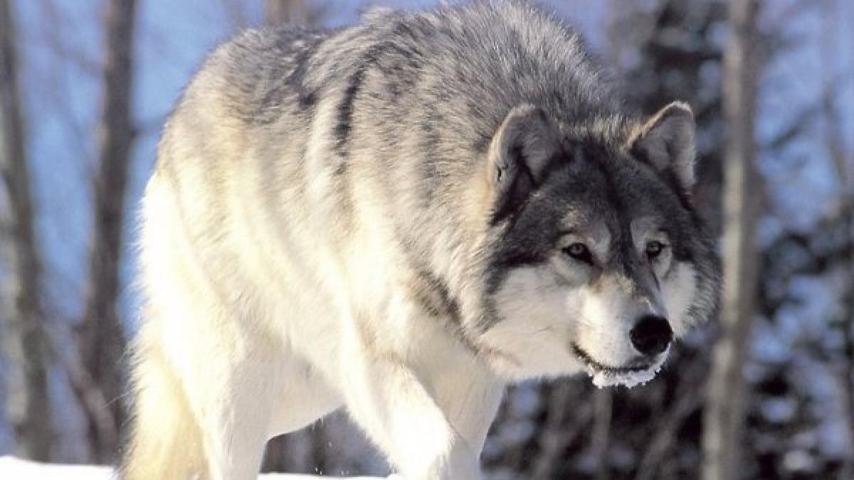 lupii romani emigreaza in moldova ei vor ajuta la reducerea numarului de caini si pisici maidaneze