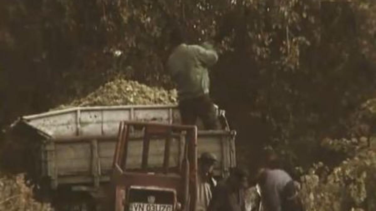 podgoria lui mugur isarescu calcata de hoti guvernatorului bnr i s au furat sapte randuri de vita