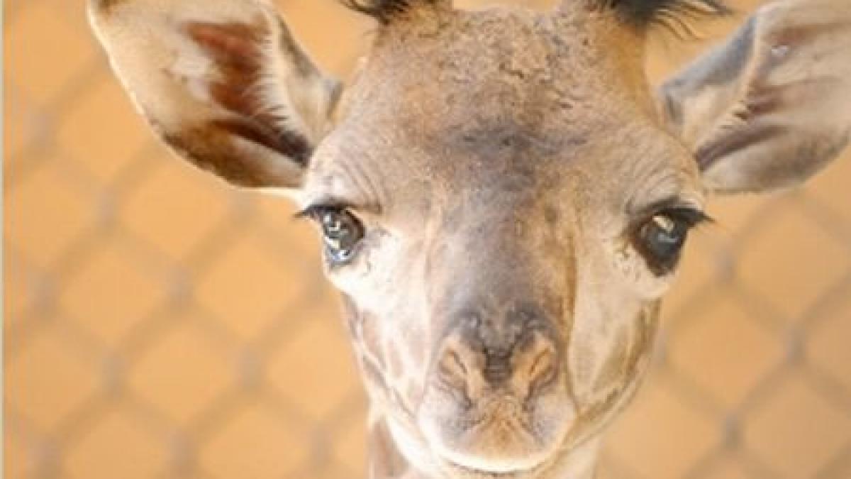 un pui de girafa vedeta unei gradini zoologice din santa barbara
