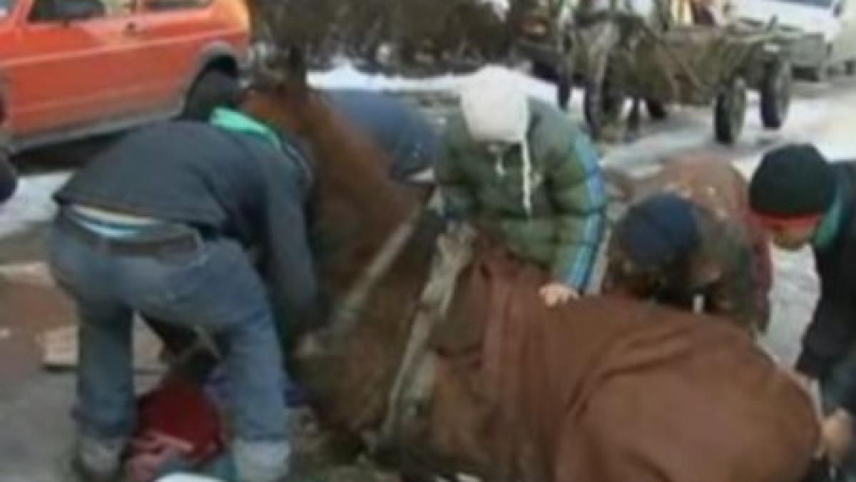 cruzime fara margini un barbat isi loveste calul pana se prabuseste la pamant