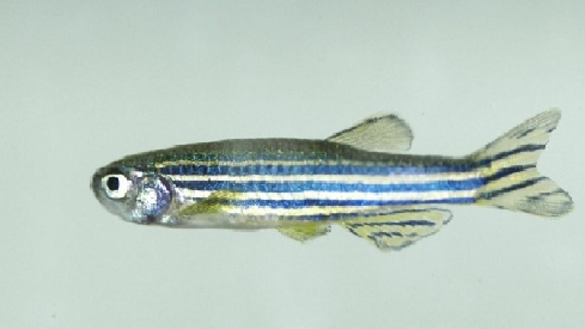 un peste ar putea revolutiona recuperarea dupa un accident cardiovascular