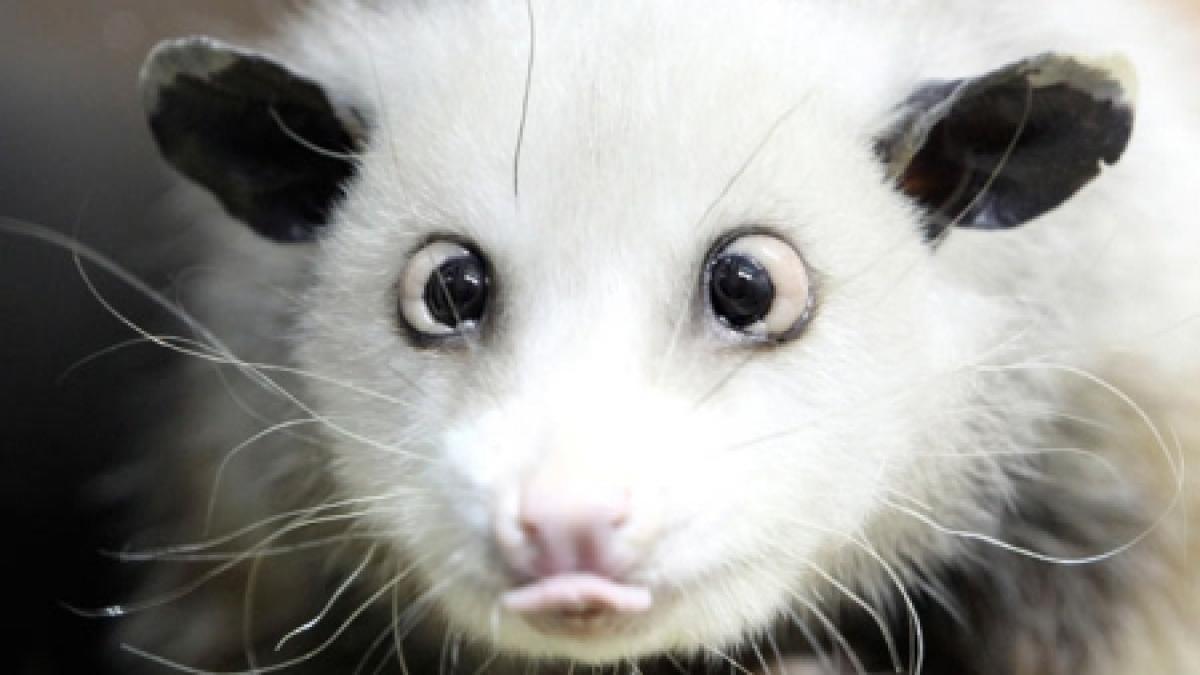 oposumul sasiu heidi invitatul special al galei premiilor oscar