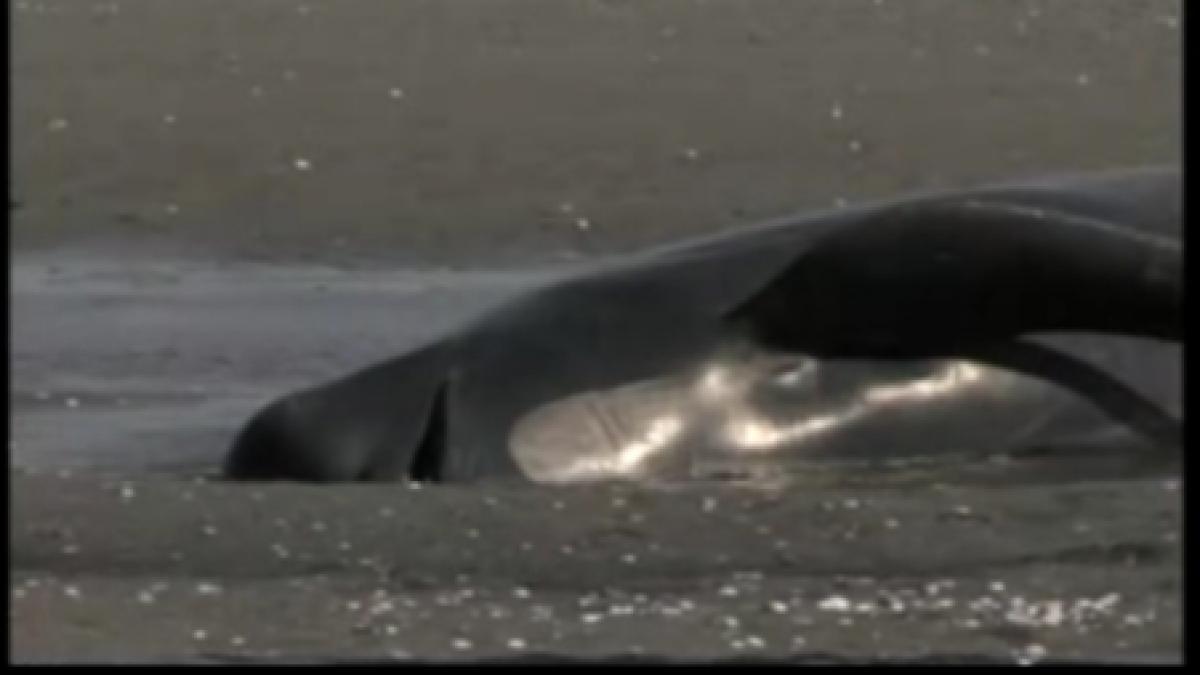 noua zeelanda 80 de balene pilot au esuat pe o plaja