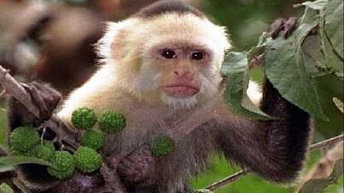 mexic zeci de animale au murit inghetate de frig la o gradina zoologica