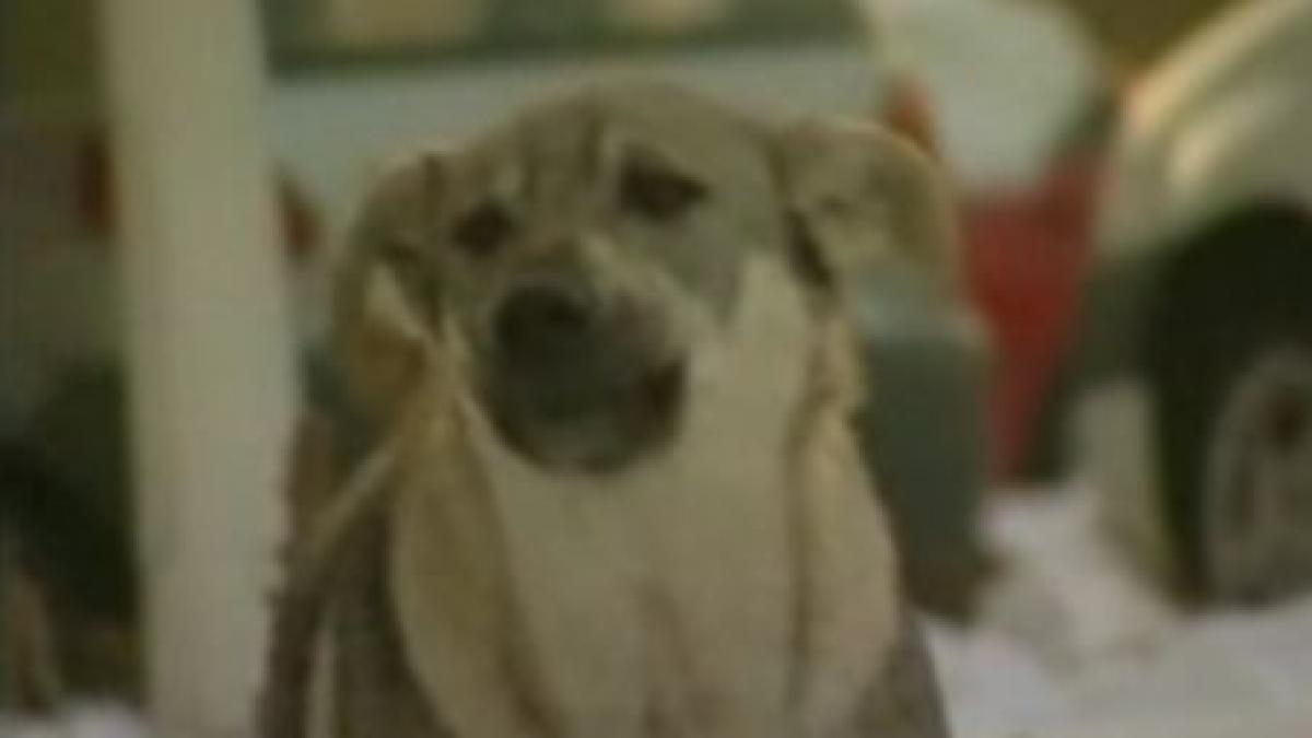 socant cainii comunitari din fagaras sunt vanati si lasati sa moara pe strada