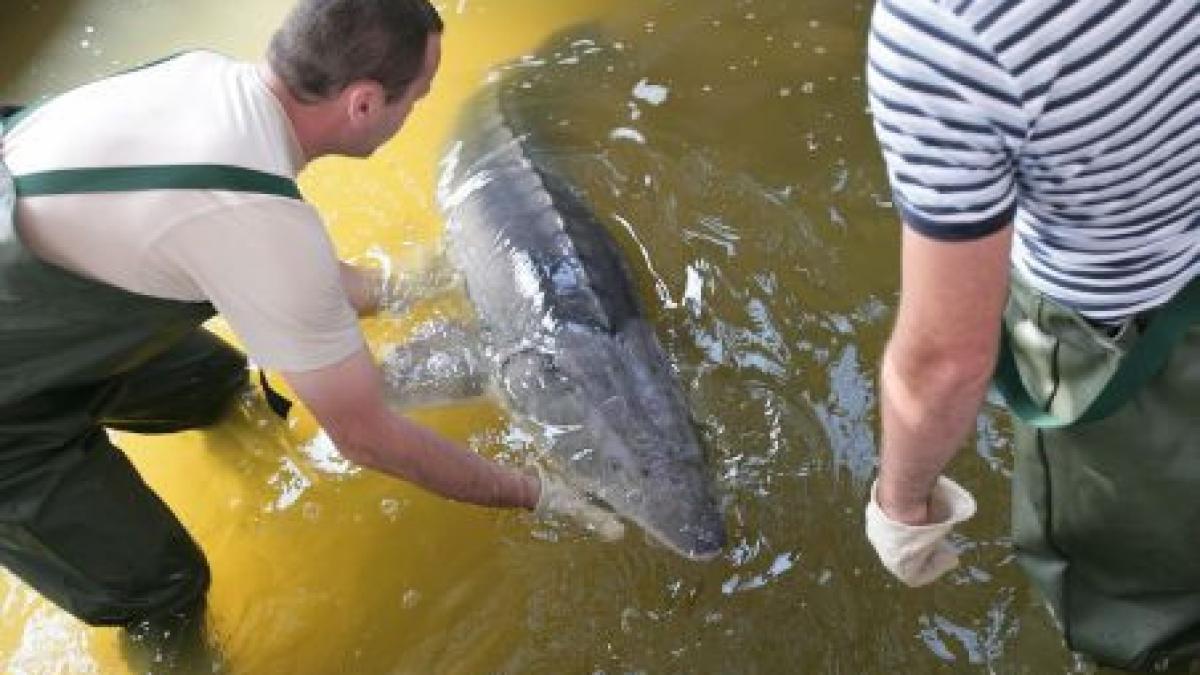 sturionii din dunare in pericol din cauza ca nu exista bani pentru repopulare