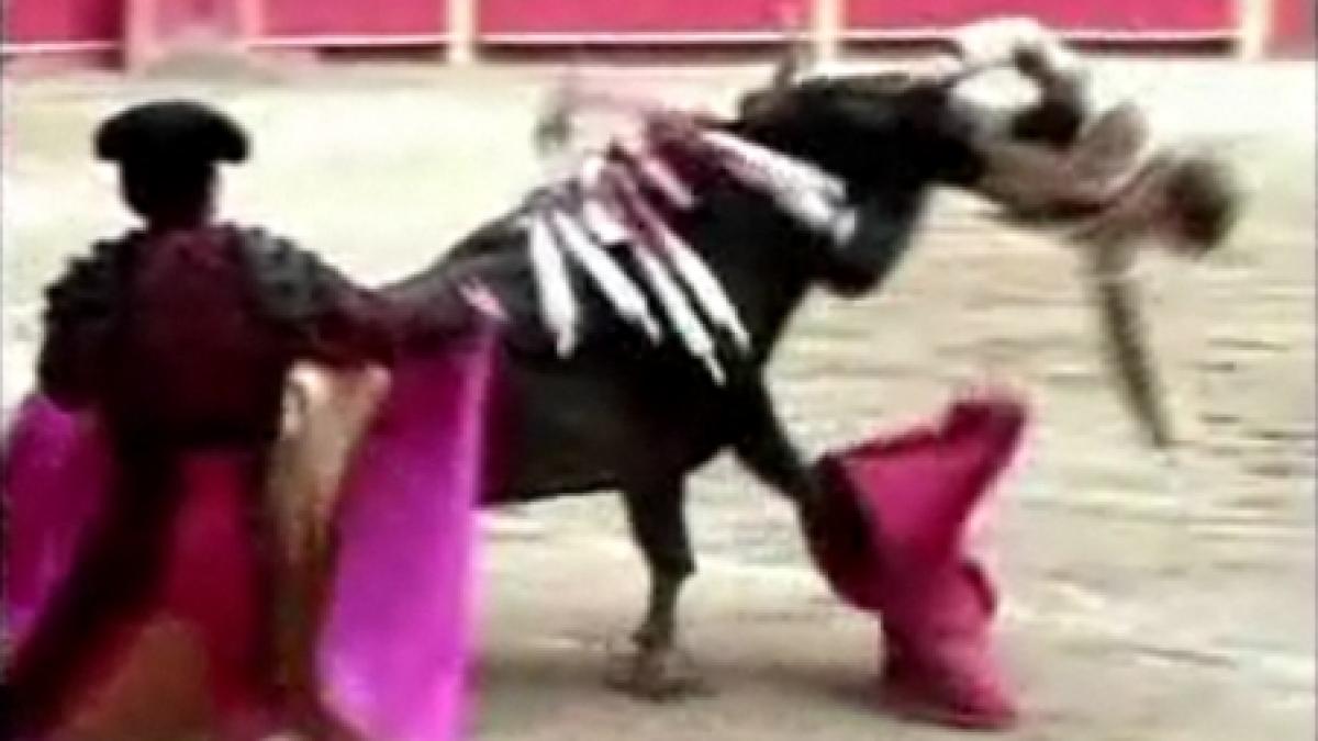 un toreador a ajuns la spital dupa ce a fost impuns de taur