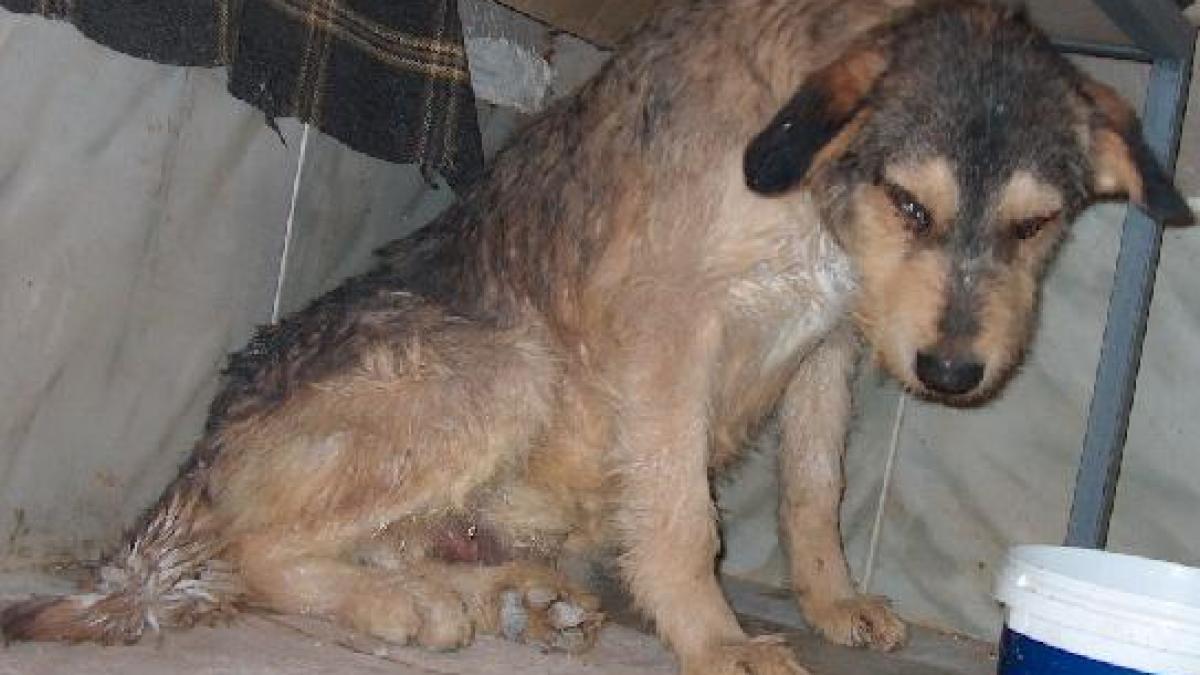 cel putin doua animale sunt maltratate zilnic in romania