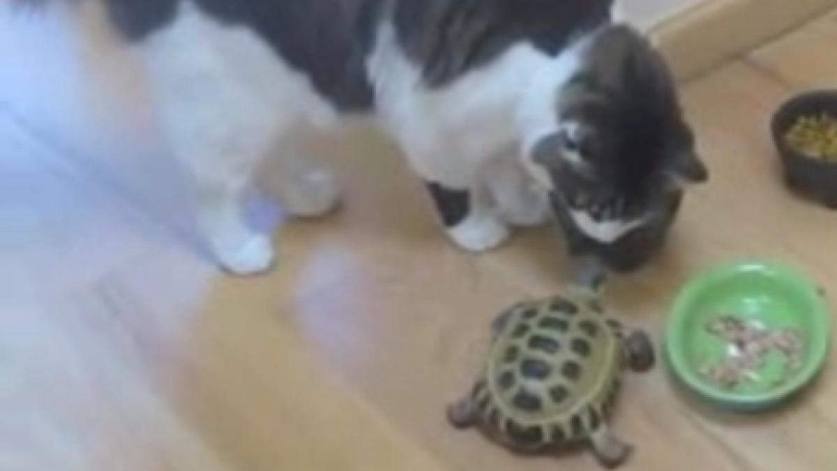 stapana casei o testoasa musca si fugareste doua pisici