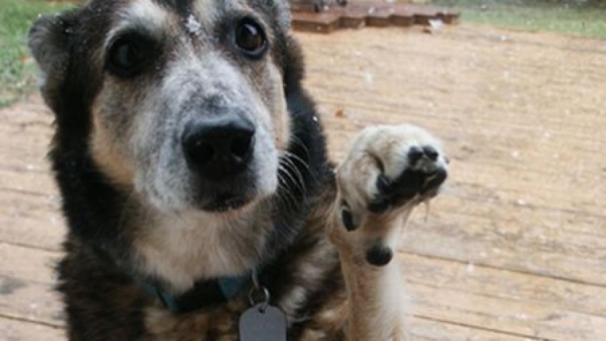 exterminarea maidanezilor ceruta de o organizatie pe site uri de socializare