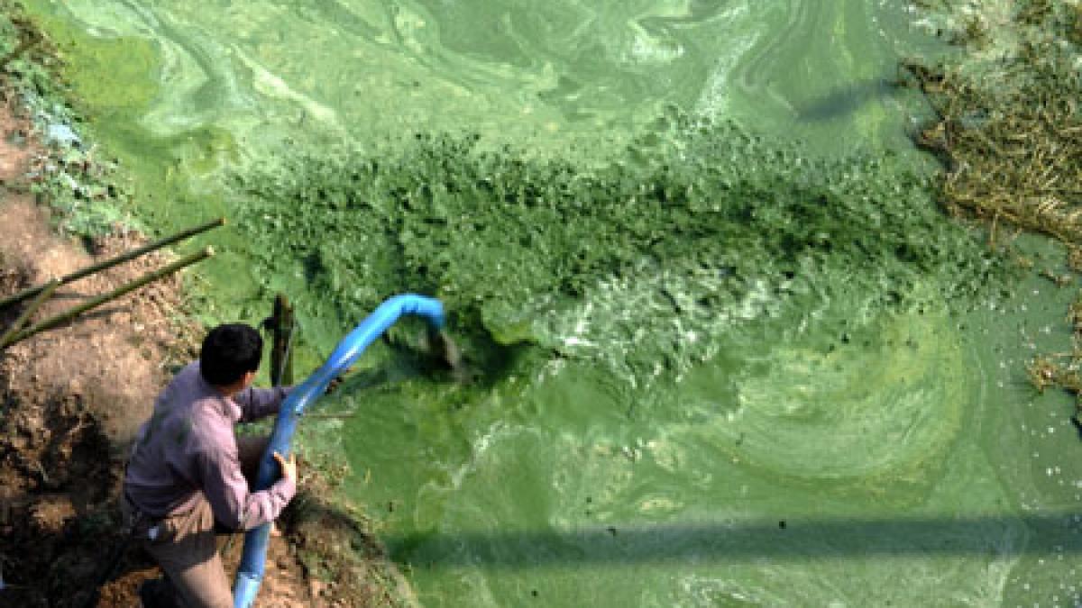 romanii au inventat ingrasamantul 100 natural din alge si namol rezidual