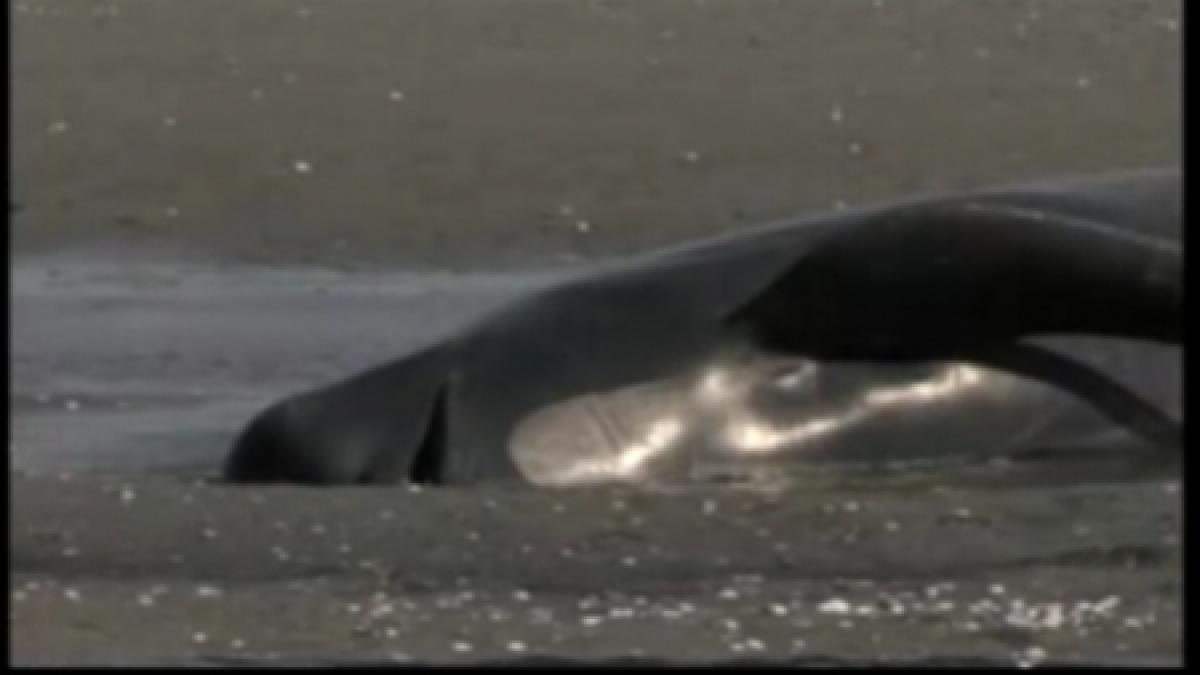 noua zeelanda peste 100 de balene au murit dupa ce au esuat pe o plaja